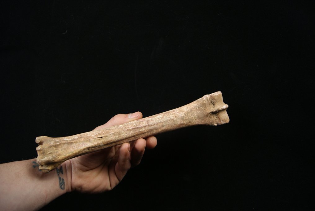 Muzeul metacarpian Equus caballus - Animale fosilizate - Equus caballus - 25.5 cm  (Fără preț de rezervă) #3.2