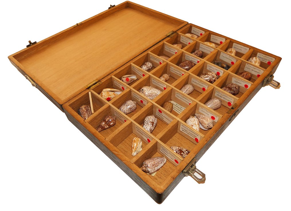 Colección de conchas en caja clasificadora de madera con 30 ejemplares. Preparación taxidérmica de pared - Conus Textile Varianten - 0 cm - 0 cm - 0 cm - Especie no CITES - 30 #2.1