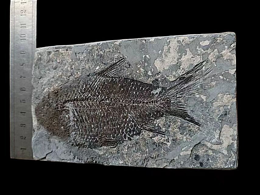 Fisch - Tierfossil - perfect, Rare-Jianghanichthys - 15 cm - 9 cm #3.1