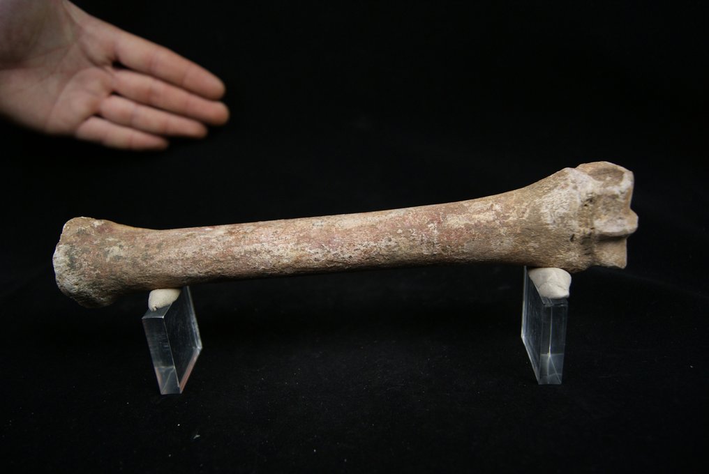 Muzeul metacarpian Equus caballus - Animale fosilizate - Equus caballus - 25.5 cm  (Fără preț de rezervă) #3.1