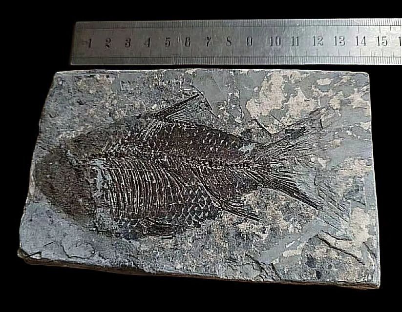 Pește - Animale fosilizate - perfect, Rare-Jianghanichthys - 15 cm - 9 cm #2.3