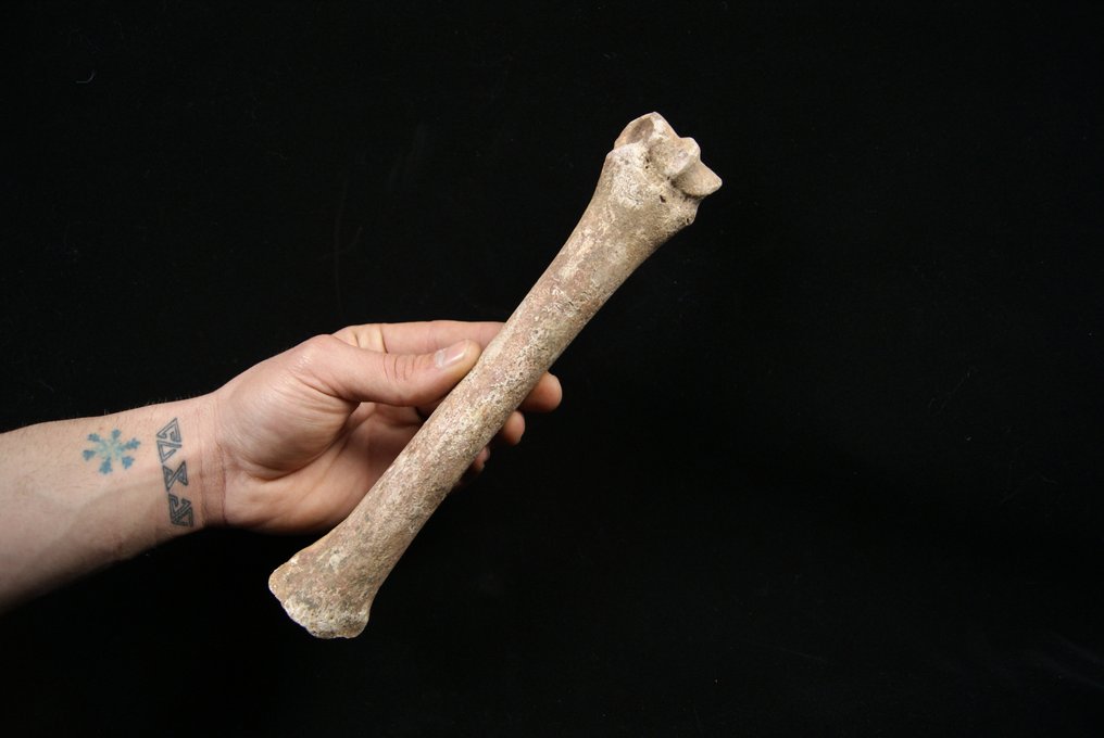 博物馆掌骨马属马 - 动物化石 - Equus caballus - 25.5 cm  (没有保留价) #1.1