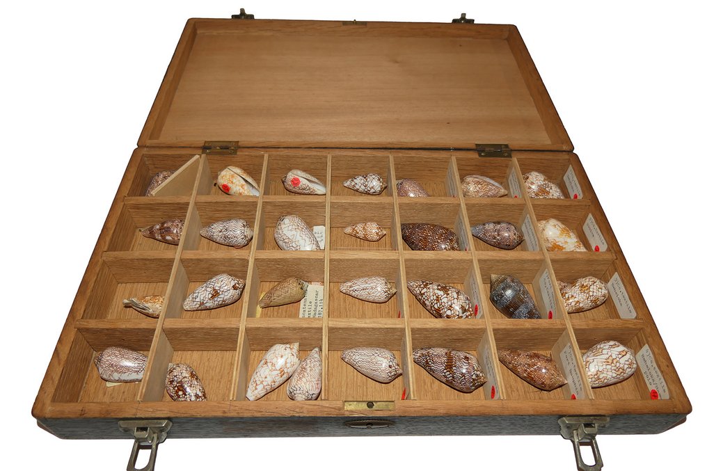 Colección de conchas en caja clasificadora de madera con 30 ejemplares. Preparación taxidérmica de pared - Conus Textile Varianten - 0 cm - 0 cm - 0 cm - Especie no CITES - 30 #1.1