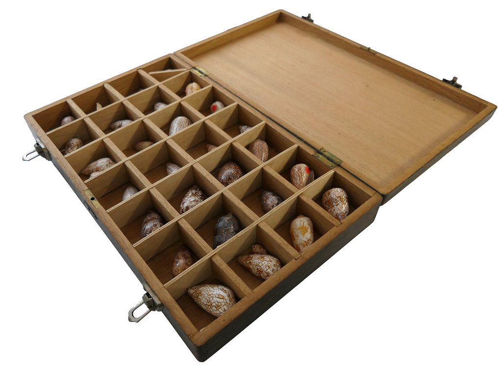Colección de conchas en caja clasificadora de madera con 30 ejemplares. Preparación taxidérmica de pared - Conus Textile Varianten - 0 cm - 0 cm - 0 cm - Especie no CITES - 30 #2.2