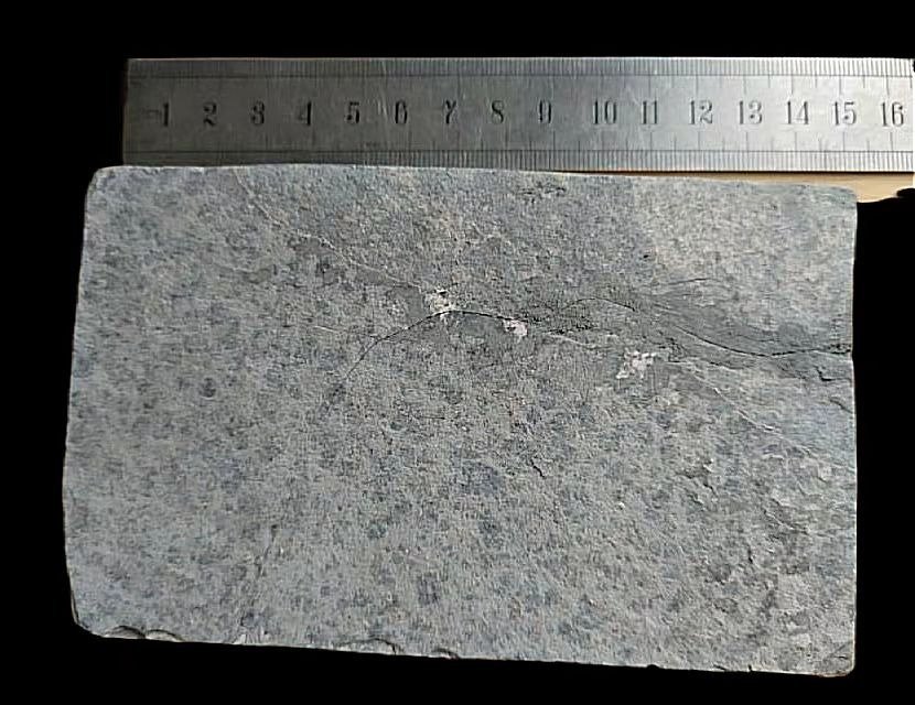 Fisch - Tierfossil - perfect, Rare-Jianghanichthys - 15 cm - 9 cm #3.2