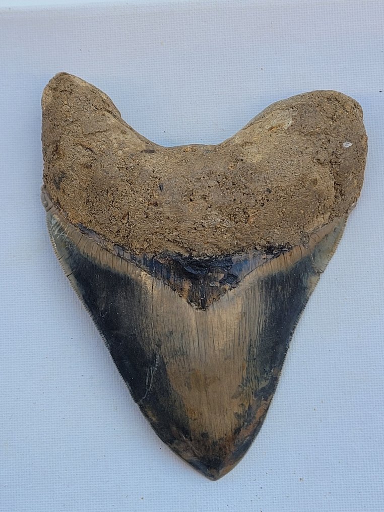 Dente fóssil - 15 cm - 11.5 cm #1.2