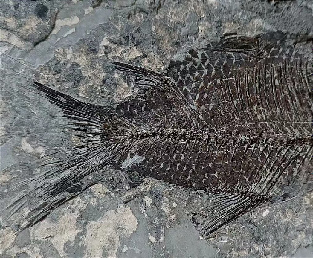 Pește - Animale fosilizate - perfect, Rare-Jianghanichthys - 15 cm - 9 cm #2.2