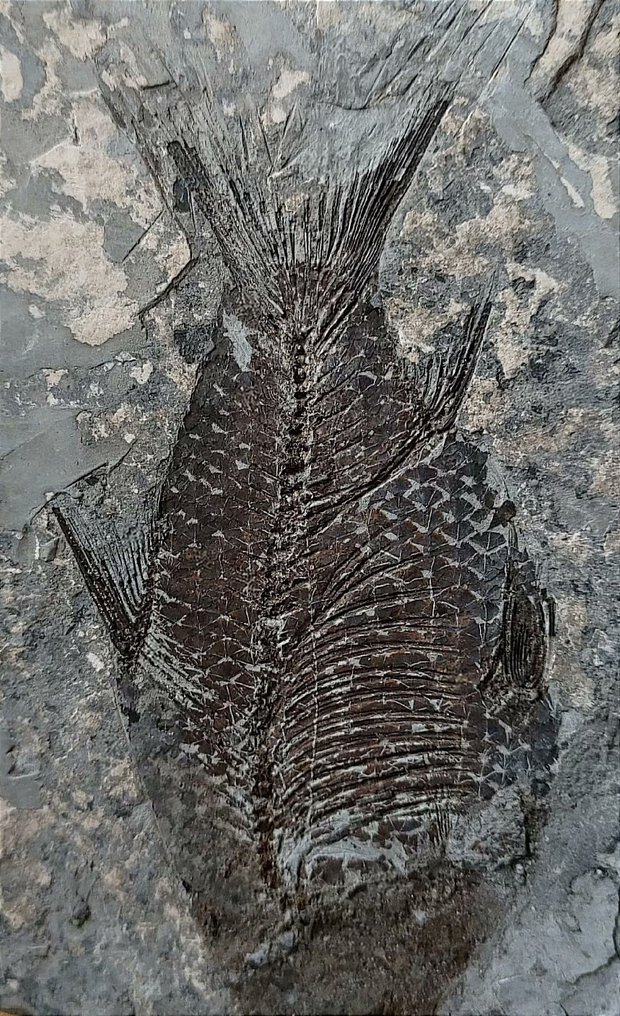Pește - Animale fosilizate - perfect, Rare-Jianghanichthys - 15 cm - 9 cm #2.1