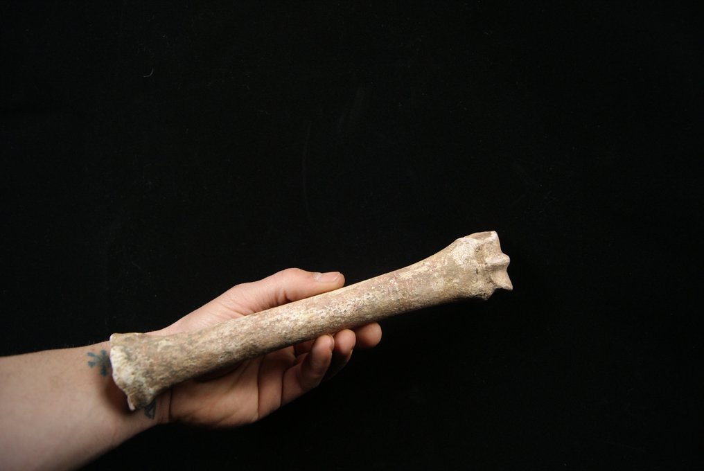 Muzeul metacarpian Equus caballus - Animale fosilizate - Equus caballus - 25.5 cm  (Fără preț de rezervă) #2.2