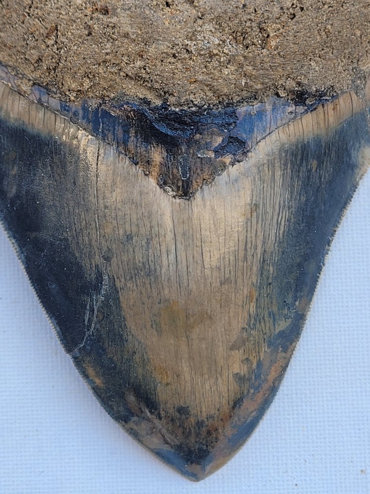 Dente fóssil - 15 cm - 11.5 cm #2.1