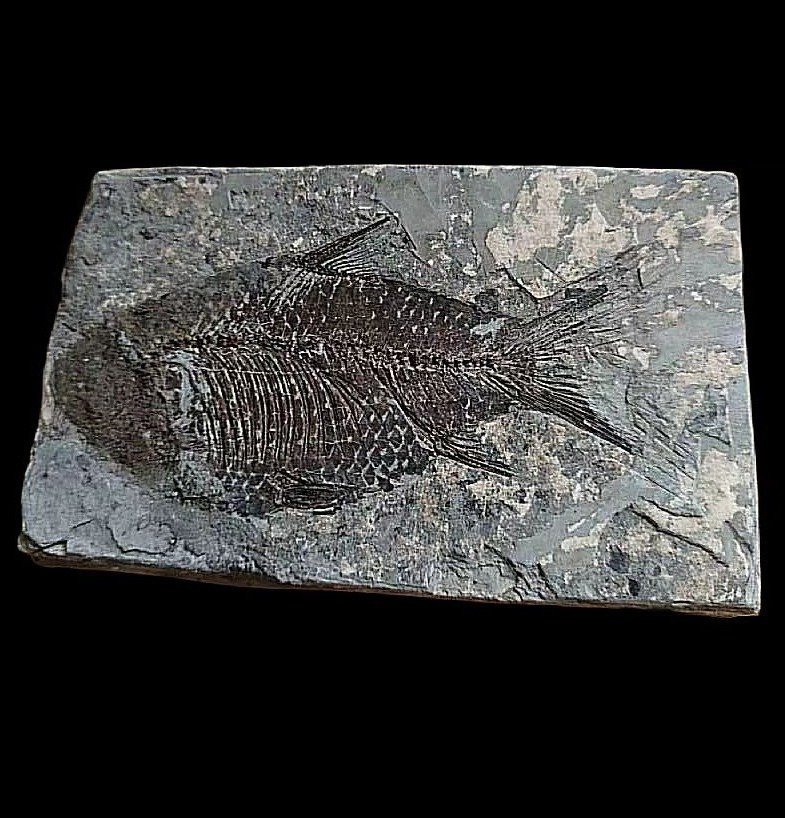 Pește - Animale fosilizate - perfect, Rare-Jianghanichthys - 15 cm - 9 cm #1.1