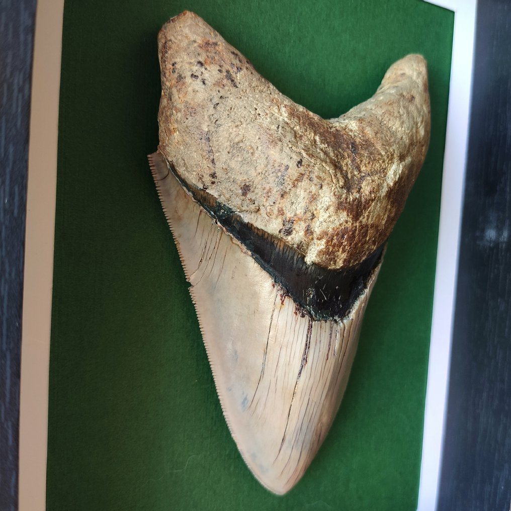 Dente de tubarão no quadro - Dente fóssil - Otodus megalodon - 22 cm - 17 cm #2.1