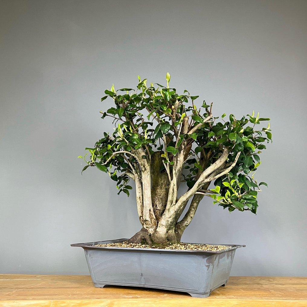 Camellia - Højde (Træ): 58 cm - Dybde (Træ): 57 cm - Portugal #2.1