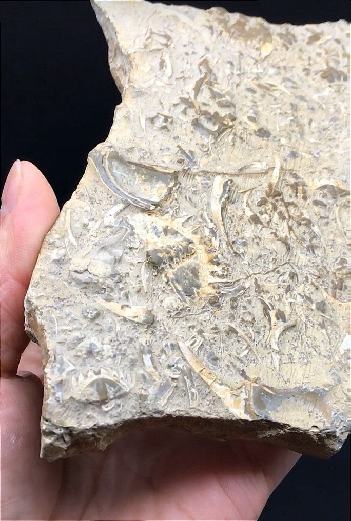 Erilaisia trilobiiteja kiinnitettyinä kivilaattoihin - Kivettynyt eläin - Drepanura,Neodrepanura premesnili - 17 cm - 10 cm #1.2