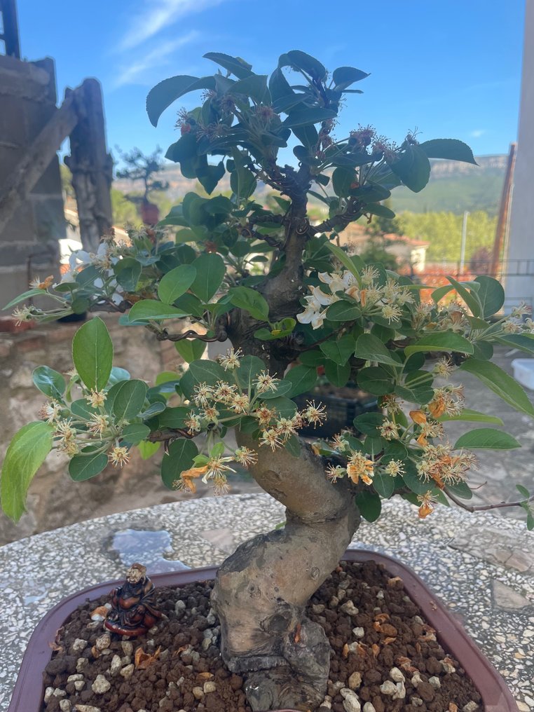 Crabapple bonsai (Malus sargentii) - 高度 (樹): 38 cm - 深度 (樹): 25 cm - 日本 #1.1