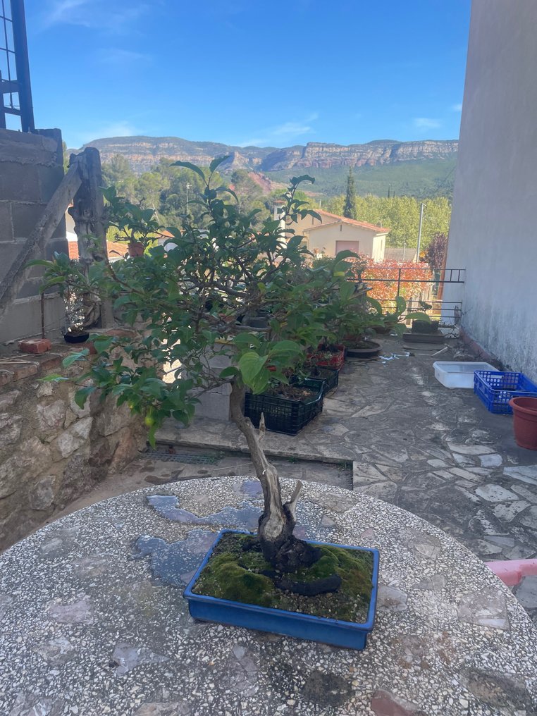 Fugleblomme bonsai (Sageretia theezans) - Højde (Træ): 42 cm - Dybde (Træ): 35 cm - Japan #1.1