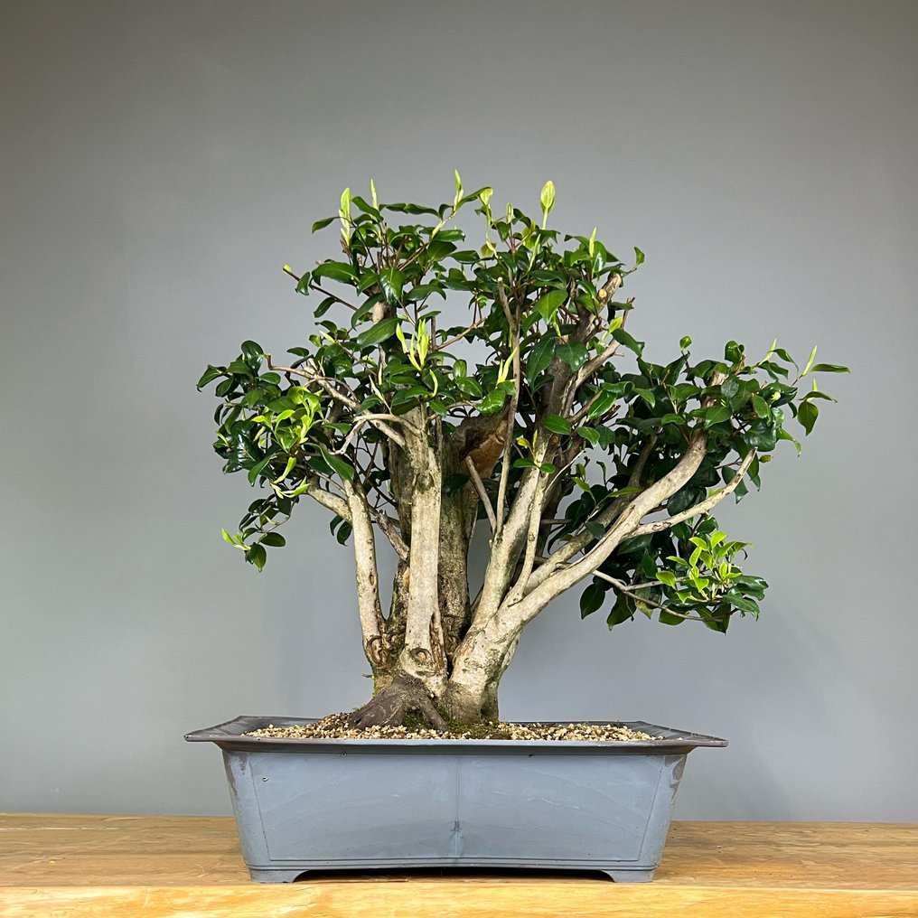 Camellia - Højde (Træ): 58 cm - Dybde (Træ): 57 cm - Portugal #1.1