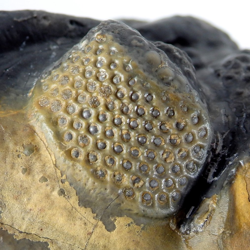 捲起的三葉蟲 - mortality plate化石 - Drotops megalomanicus - 8 cm - 8 cm #1.2