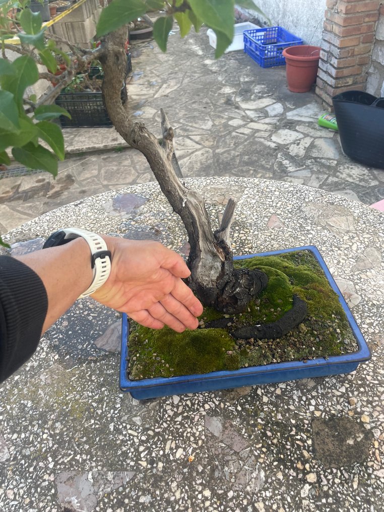 Fugleblomme bonsai (Sageretia theezans) - Højde (Træ): 42 cm - Dybde (Træ): 35 cm - Japan #1.2