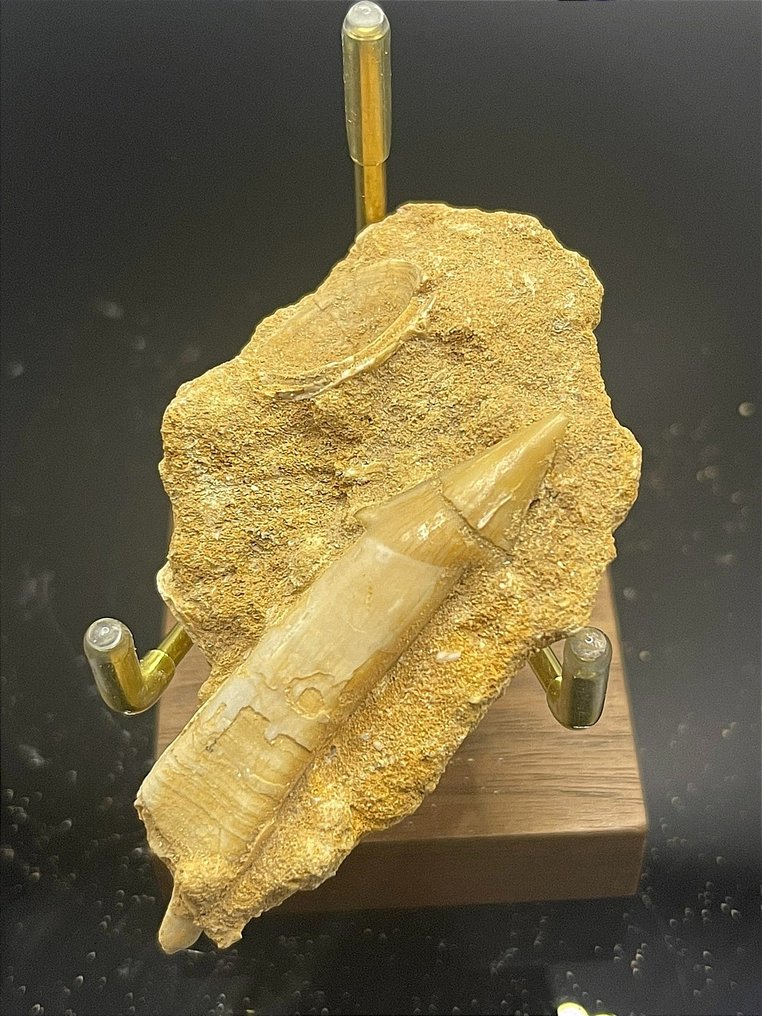 Versteinerte Schwanzwirbel eines Riesenstechrochens - Tierfossil - Dasyatis akajei - 70.9 mm - 40 mm #3.2