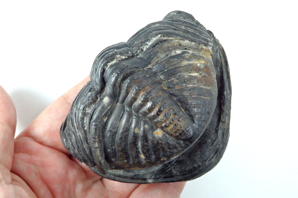 卷起的三叶虫 - 动物化石片 - Drotops megalomanicus - 8 cm - 8 cm #2.1