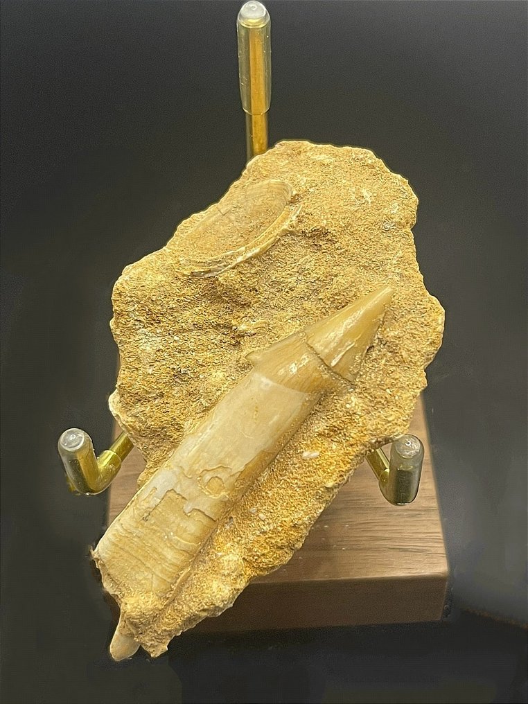 Versteinerte Schwanzwirbel eines Riesenstechrochens - Tierfossil - Dasyatis akajei - 70.9 mm - 40 mm #1.1