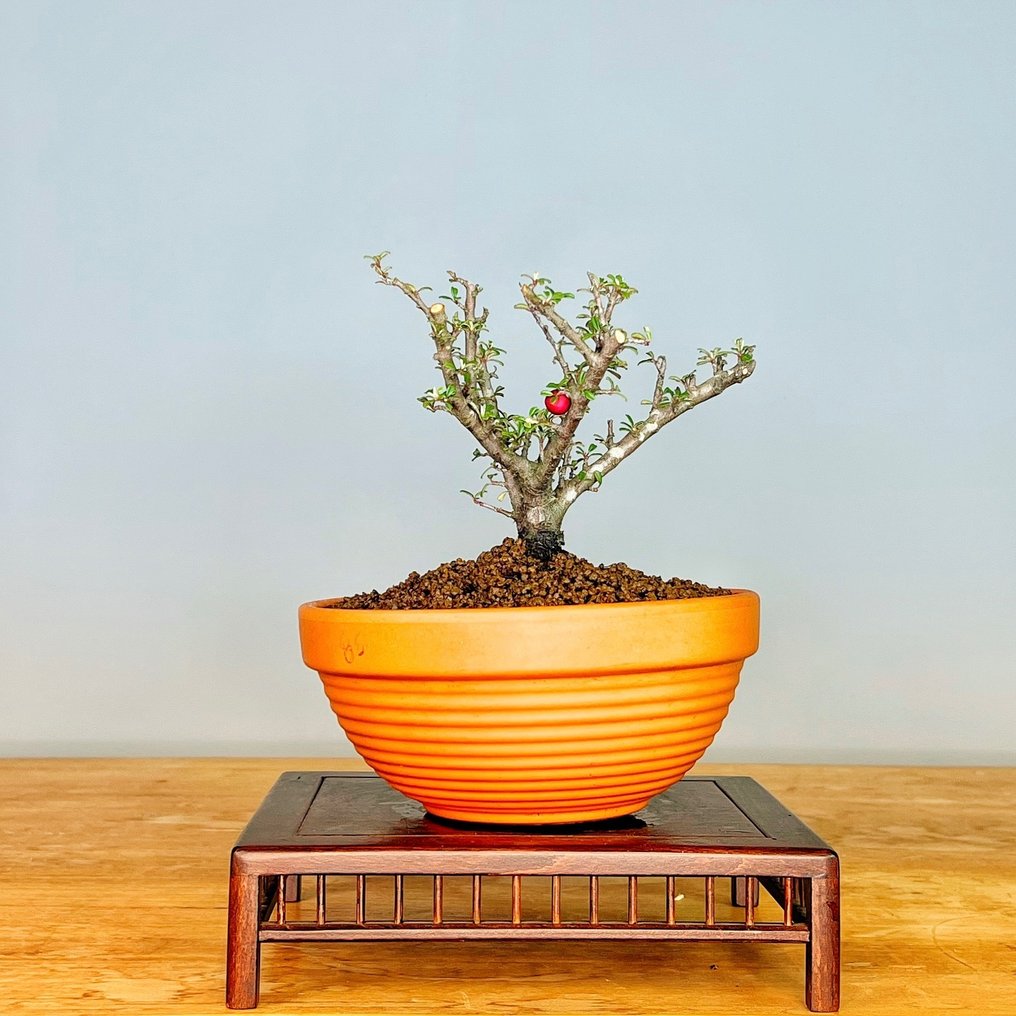 Dwergmispel bonsai - Hoogte (boom): 16 cm - Diepte (boom): 15 cm - Portugal #1.2