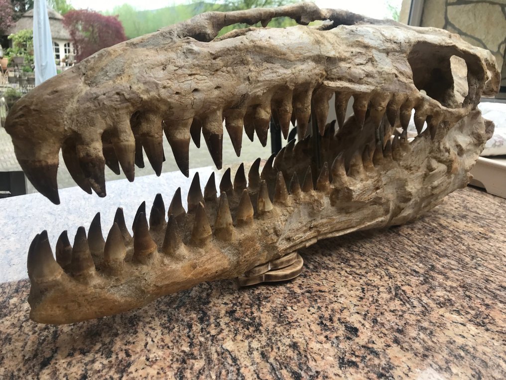 Merellinen matelija - Fossiilinen kallo - Mosasaurus sp. - 82 cm - 32 cm #3.1