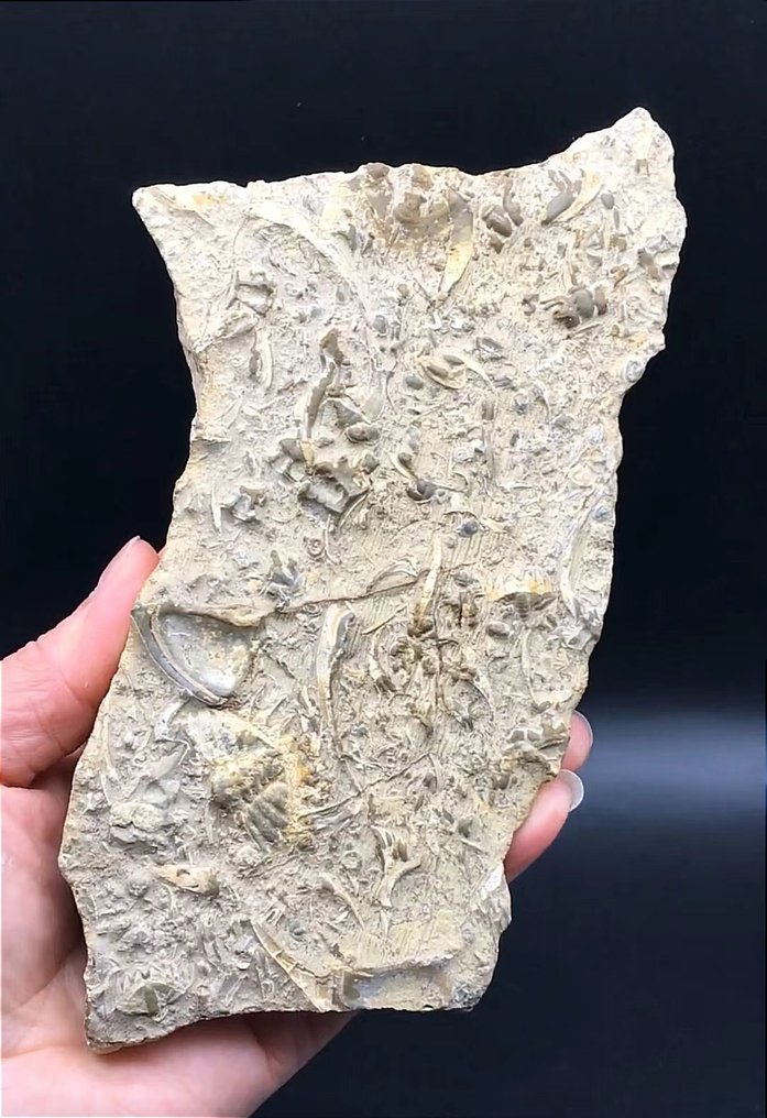 Erilaisia trilobiiteja kiinnitettyinä kivilaattoihin - Kivettynyt eläin - Drepanura,Neodrepanura premesnili - 17 cm - 10 cm #1.1