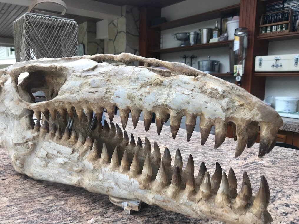 Rettile marino - Cranio fossile - Mosasaurus sp. - 82 cm - 32 cm #2.1