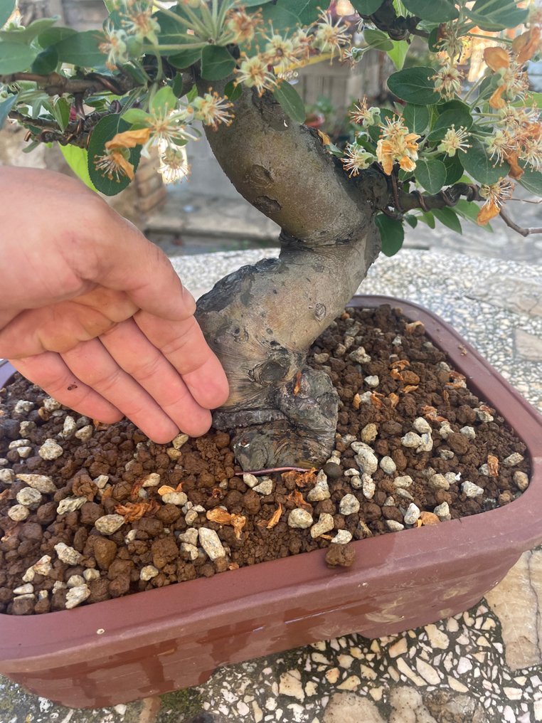 Crabapple bonsai (Malus sargentii) - 高度 (樹): 38 cm - 深度 (樹): 25 cm - 日本 #2.1