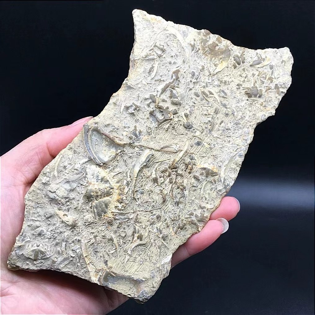 Erilaisia trilobiiteja kiinnitettyinä kivilaattoihin - Kivettynyt eläin - Drepanura,Neodrepanura premesnili - 17 cm - 10 cm #2.1
