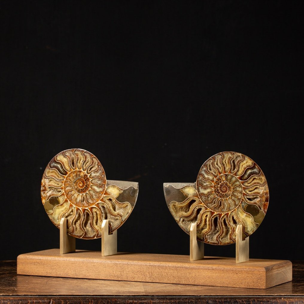 Fragmento de fósil - Sectioned Cleoniceras Ammonite on Wood and Satiny Brass Artistic Base - 237 mm - 485 mm #2.1