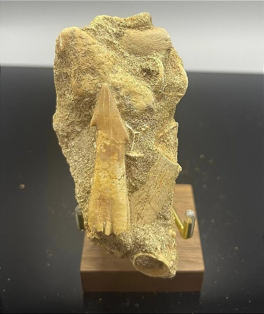 Versteinerte Schwanzwirbel eines Riesenstechrochens - Tierfossil - Dasyatis akajei - 70.9 mm - 40 mm #1.2