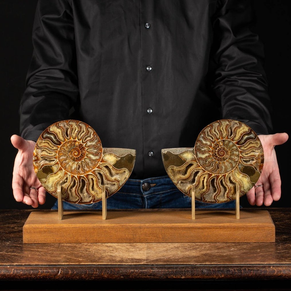 Fragmento de fósil - Sectioned Cleoniceras Ammonite on Wood and Satiny Brass Artistic Base - 237 mm - 485 mm #1.1