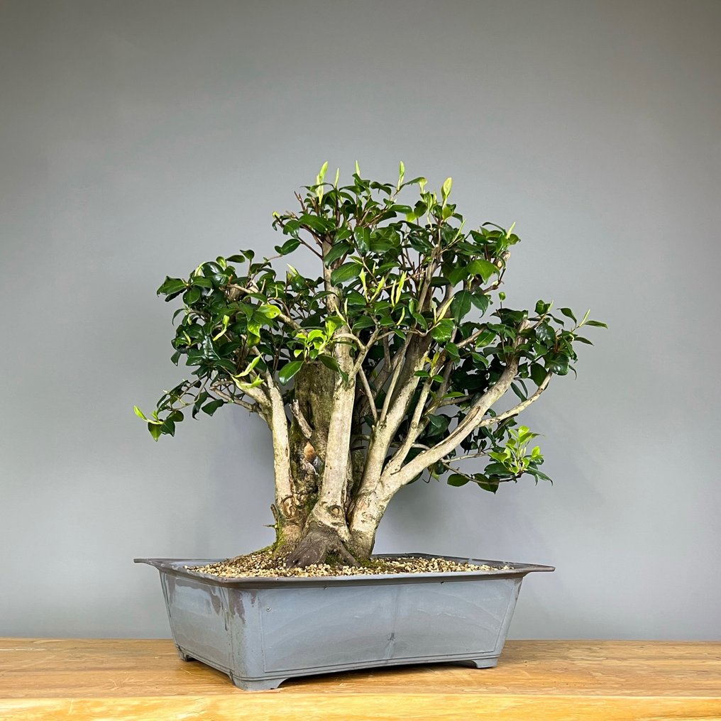 Camellia - Højde (Træ): 58 cm - Dybde (Træ): 57 cm - Portugal #1.2