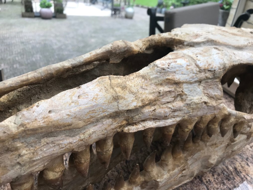 Rettile marino - Cranio fossile - Mosasaurus sp. - 82 cm - 32 cm #2.2