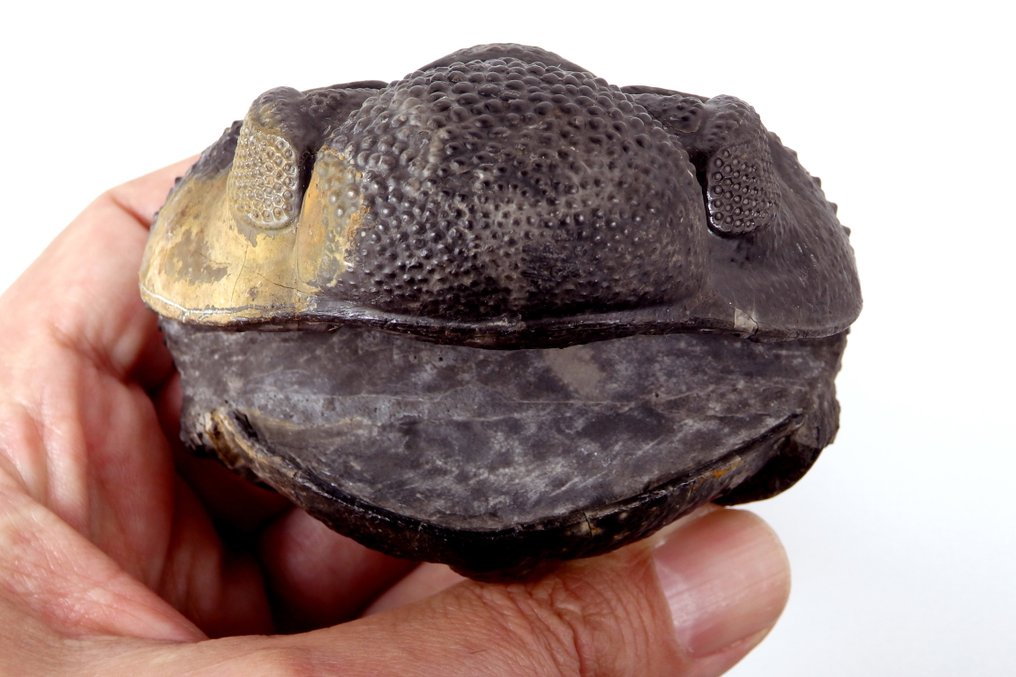 捲起的三葉蟲 - mortality plate化石 - Drotops megalomanicus - 8 cm - 8 cm #3.1