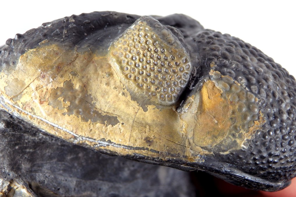 Trilobit rulat - Placă de mortalitate fosilă - Drotops megalomanicus - 8 cm - 8 cm #3.2