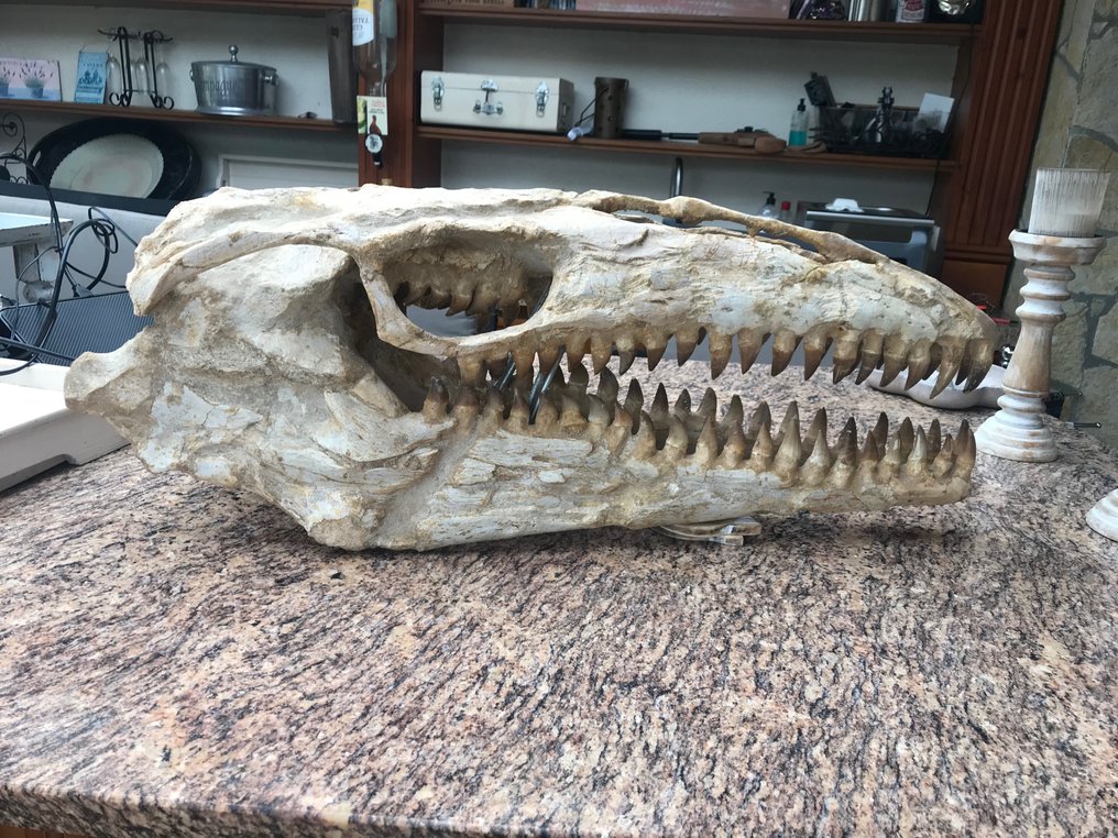 Rettile marino - Cranio fossile - Mosasaurus sp. - 82 cm - 32 cm #1.1