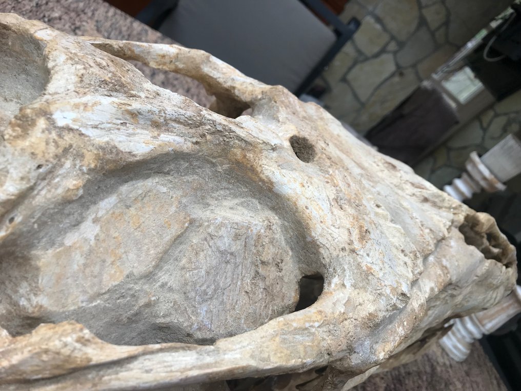 Θαλάσσιο ερπετό - Απολιθωμένο κρανίο - Mosasaurus sp. - 82 cm - 32 cm #3.2