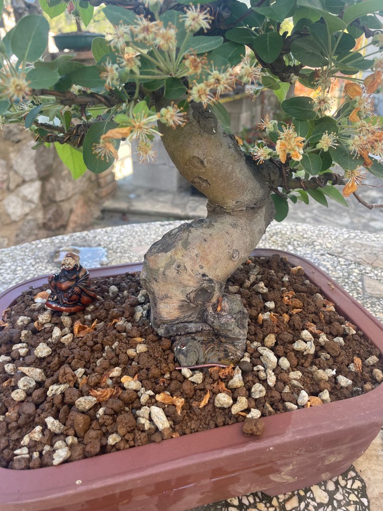 Crabapple bonsai (Malus sargentii) - 高度 (樹): 38 cm - 深度 (樹): 25 cm - 日本 #1.2
