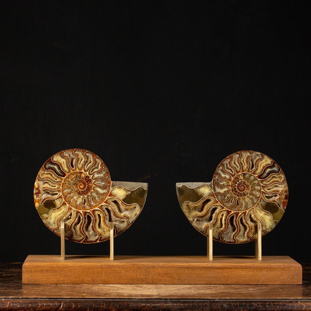 Fragmento de fósil - Sectioned Cleoniceras Ammonite on Wood and Satiny Brass Artistic Base - 237 mm - 485 mm #1.2