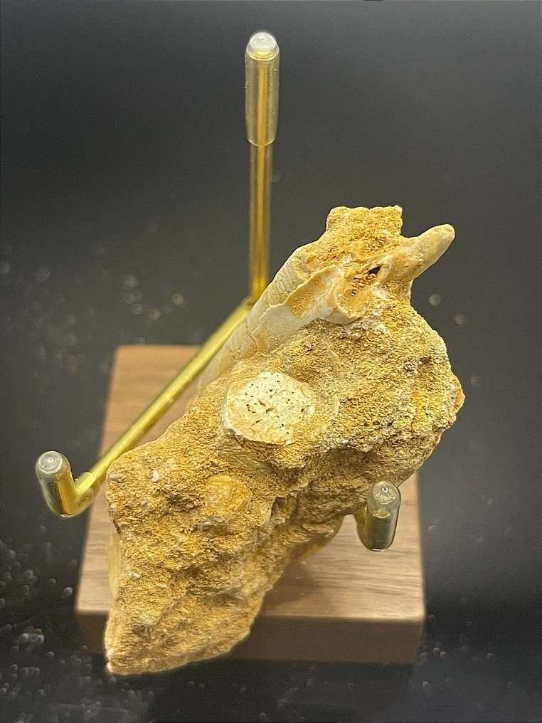 Versteinerte Schwanzwirbel eines Riesenstechrochens - Tierfossil - Dasyatis akajei - 70.9 mm - 40 mm #3.1
