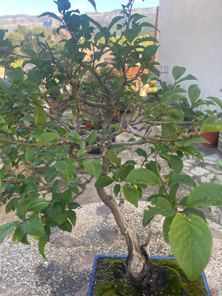 Bonsái de ciruelo chino (Sageretia theezans) - Altura (árbol): 42 cm - Profundidad (árbol): 35 cm - Japón #2.1