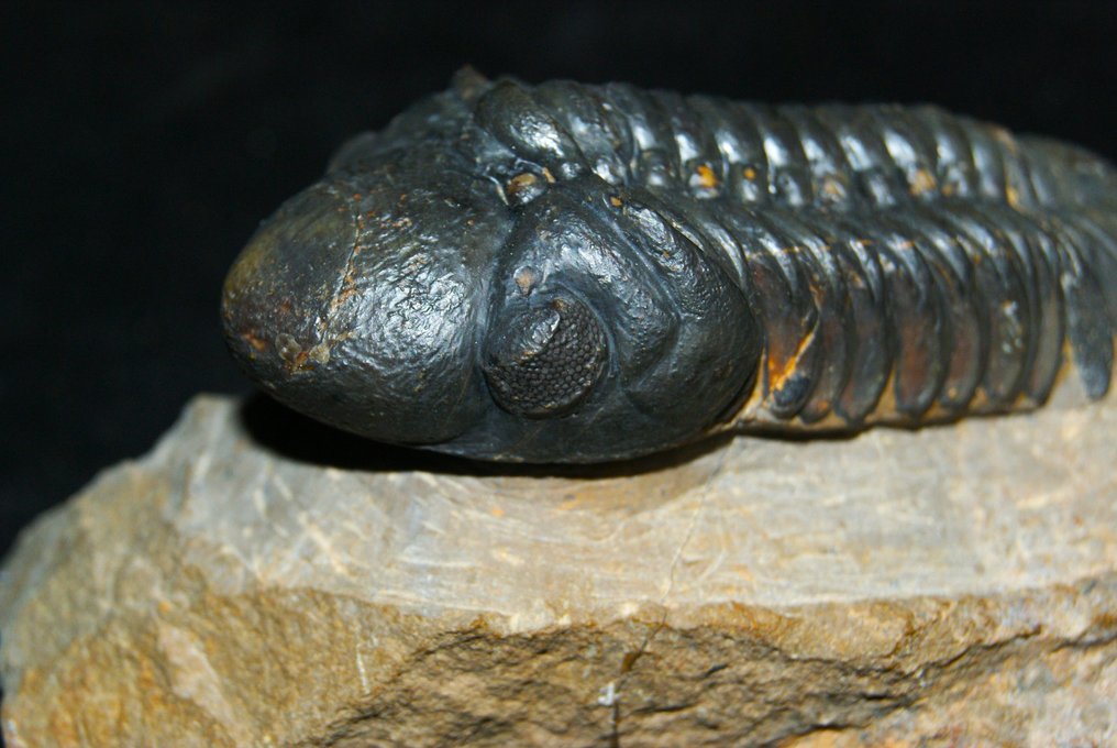 Trilobit - Fossiliserat djur - Reedops cephalotes #3.2