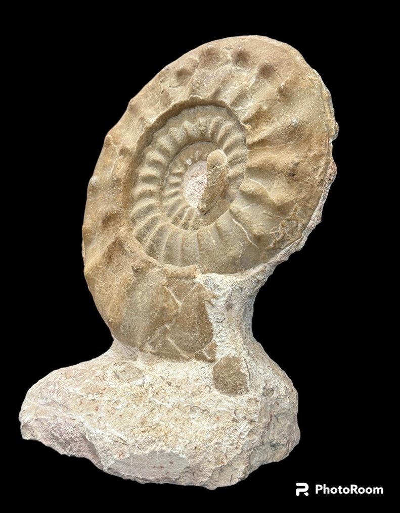 Ammonite - Fossilised animal - amonites - 36 cm - 27 cm #1.1