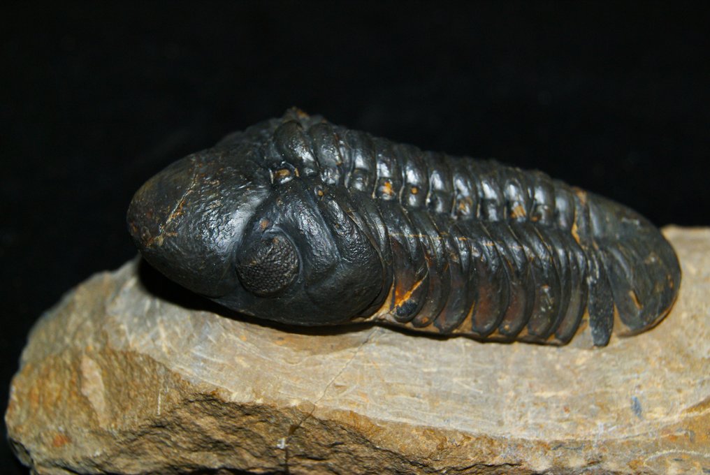 Trilobit - Fossiliserat djur - Reedops cephalotes #3.1