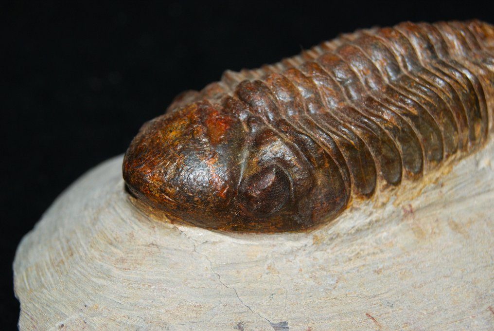 Trilobite - Animale fossilizzato - Reedops cephalotes #3.2