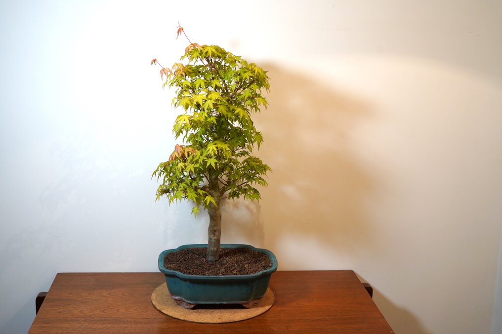 Japanese maple bonsai (Acer palmatum) - Height (Tree): 65 cm - Depth (Tree): 45 cm - Japan #3.2